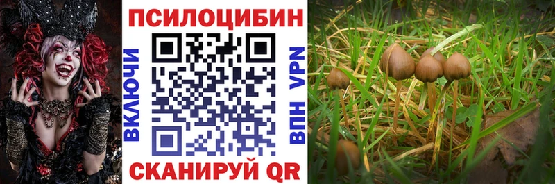 мега   Дорогобуж  Галлюциногенные грибы Psilocybine cubensis 